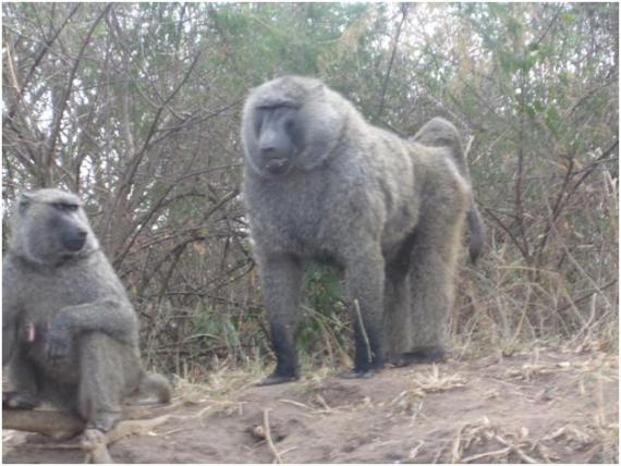 two baboons by the road