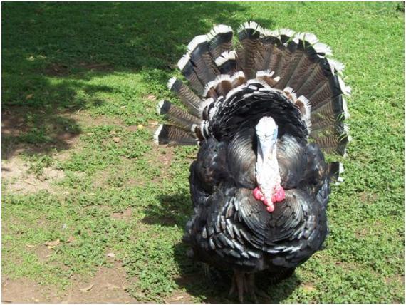 Turkey photo in the yard