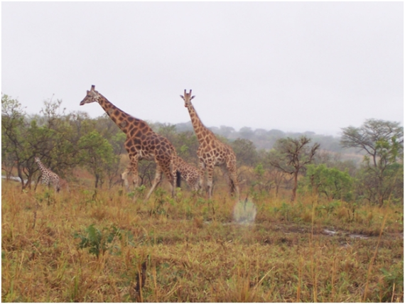 giraffes at safari